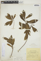 Gymnanthes lucida Sw., JAMAICA, E. J. F. Campbell 6364, F