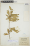Gymnanthes lucida Sw., JAMAICA, W. H. Harris 11768, F