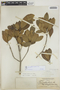 Gymnanthes lucida Sw., BAHAMAS, L. J. K. Brace 4224, F