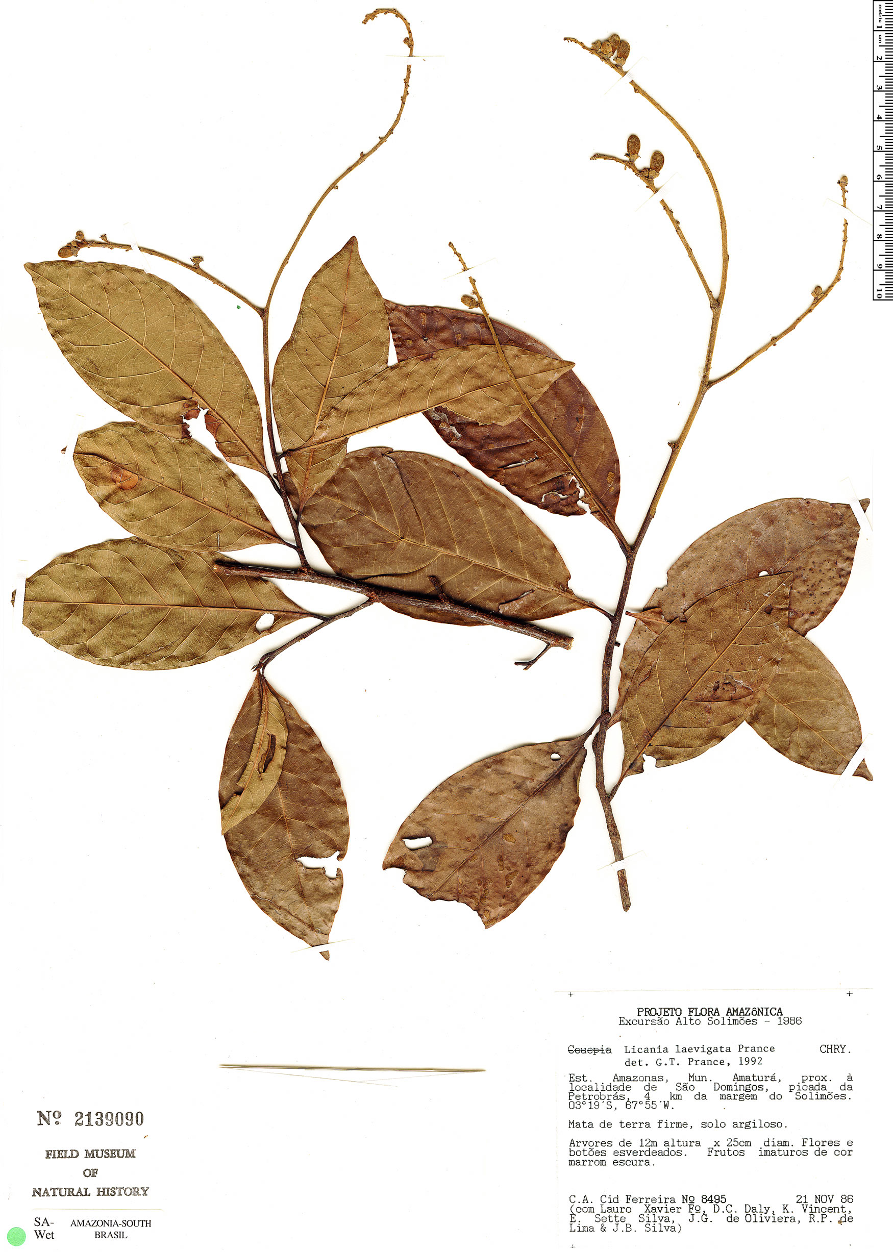 Hymenopus Laevigatus Rapid Reference The Field Museum