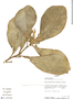 Centropogon gamosepalus Zahlbr., Ecuador, A. H. Gentry 80234, F