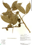 Sapranthus viridiflorus image