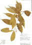 Image of Rinorea deflexiflora