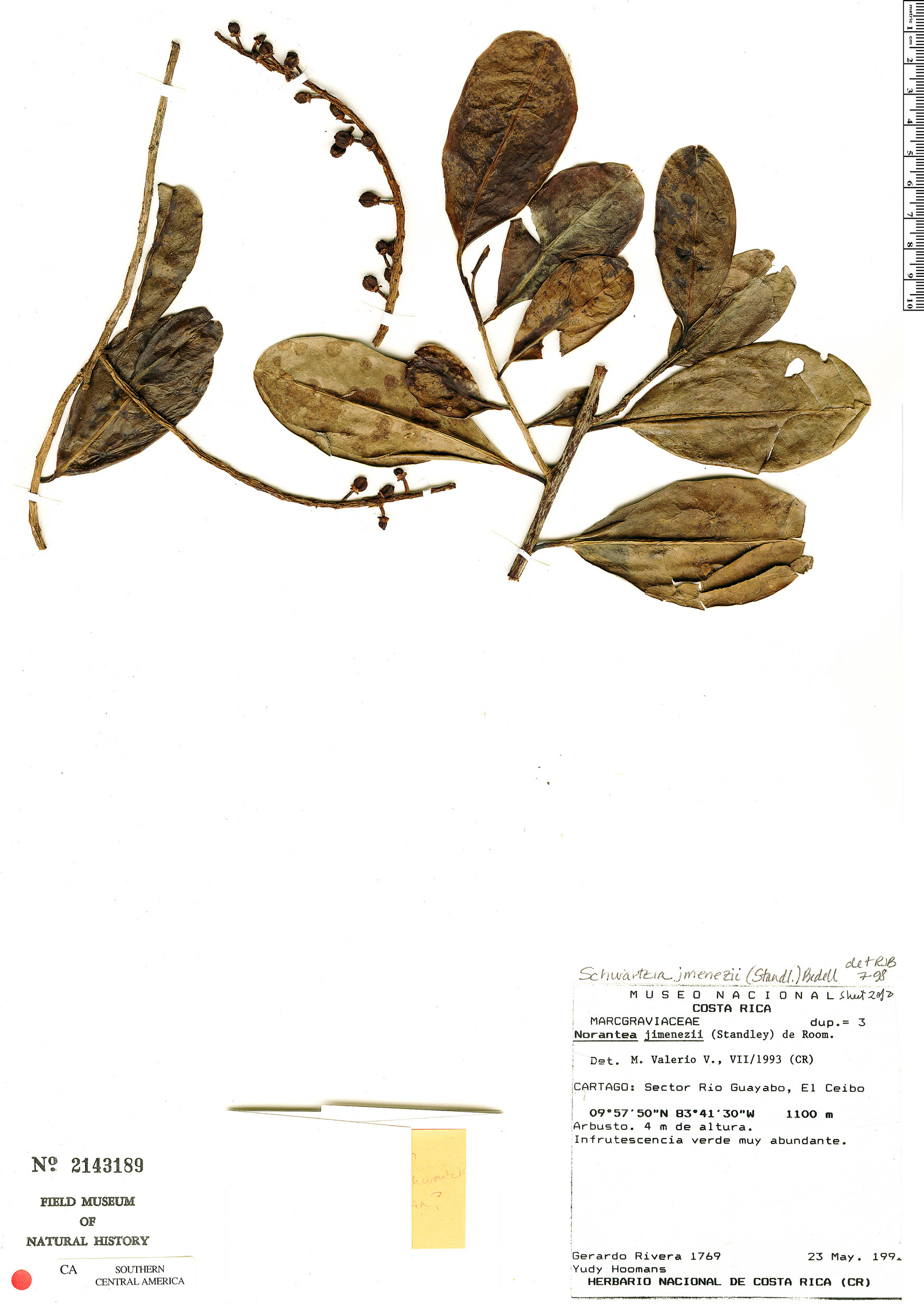 Souroubea exauriculata image