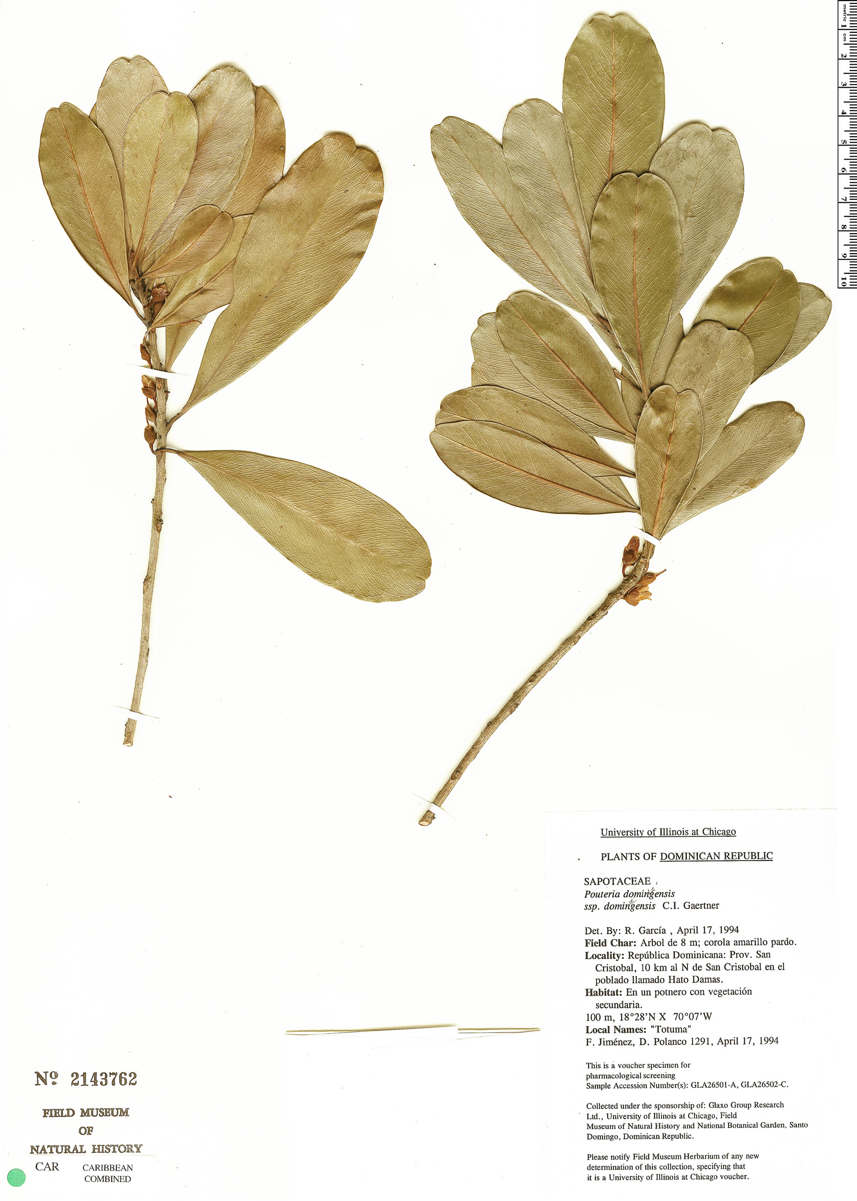 Pouteria dominigensis image