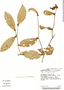 Stephanopodium costaricense image