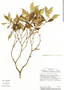 Calyptranthes monteverdensis image