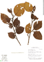 Alnus acuminata Kunth, Bolivia, I. G. Vargas C. 171, F