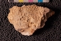 PP 17478 an
