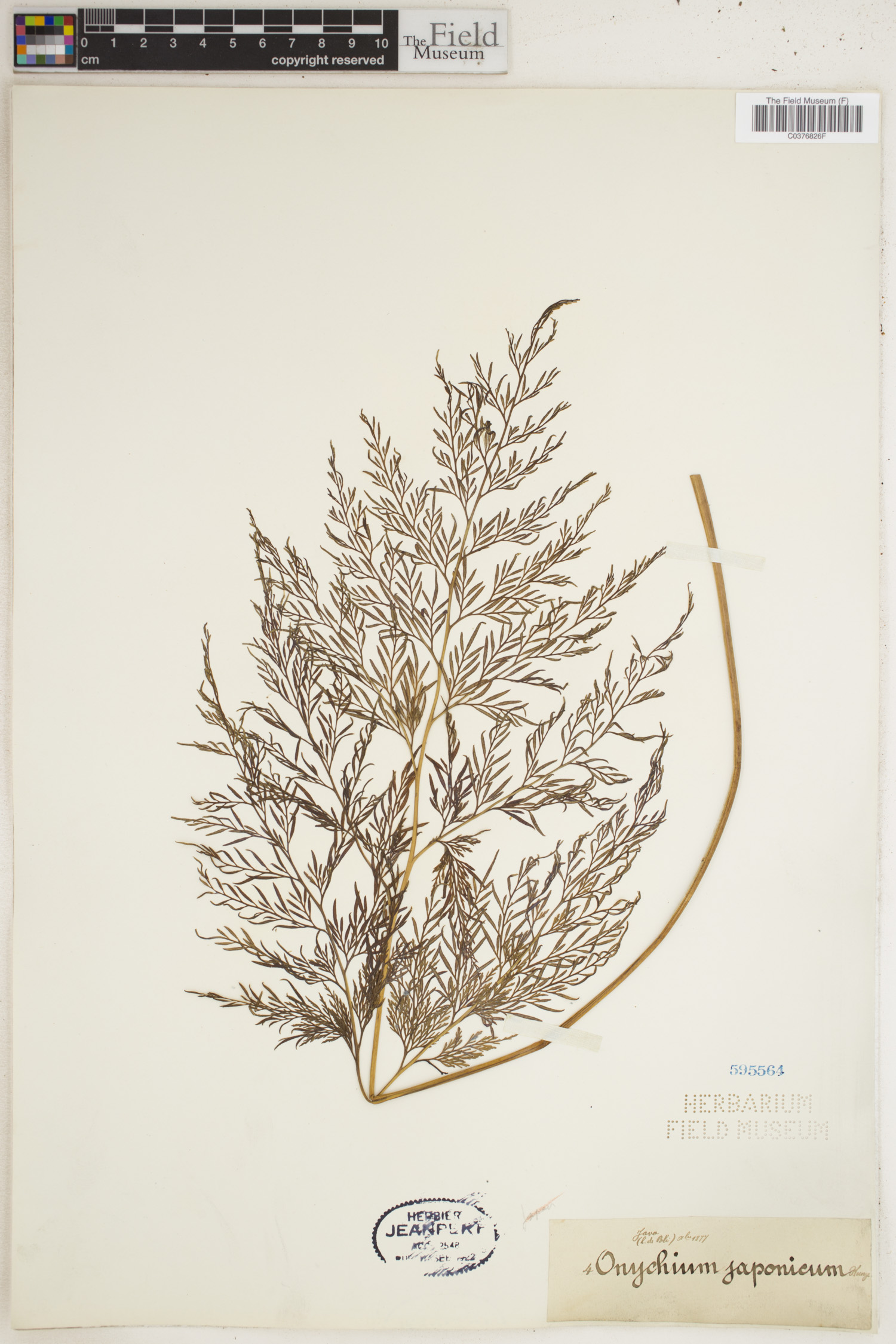 Carrot fern (Onychium japonicum)