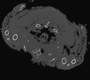 Chloropsis 288746 CT Scan Image Stack