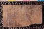 PP 17616 a1n