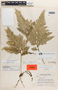 Selaginella illecebrosa Alston, Guatemala, J. A. Steyermark 41579, Isotype, F