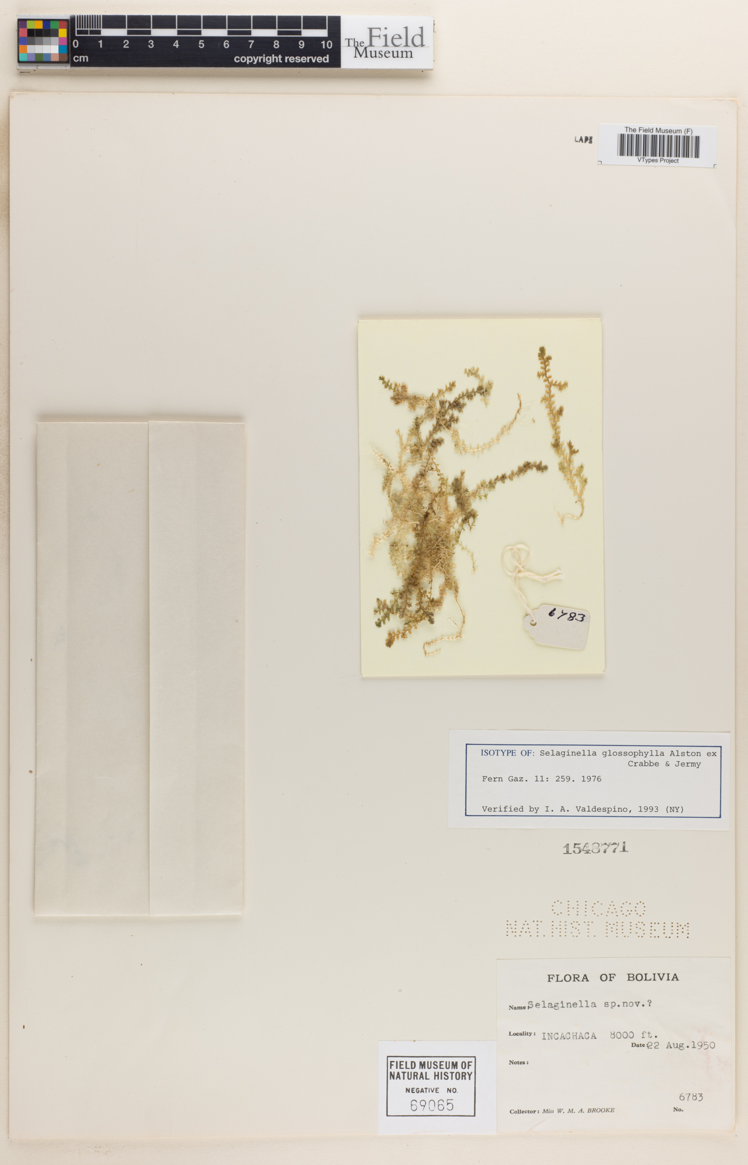 Selaginella glossophylla image