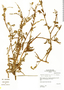 Amsinckia calycina (Moris) E. H. Chater, Peru, I. M. Sánchez Vega 1899, F