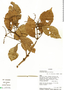 Cephalotes texanus (Santschi, 1915), Ecuador, W. A. Palacios 5447, F