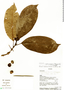 Psychotria cuatrecasasii (Standl. & Steyerm.) C. M. Taylor, Ecuador, W. A. Palacios 5126, F