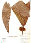 Naucleopsis humilis, Peru, M. Rimachi Y. 10159, F