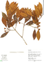 Ternstroemia penduliflora, Peru, M. Rimachi Y. 25601, F