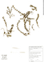 Galium hypocarpium (L.) Endl. ex Griseb., Bolivia, M. Serrano 1229, F
