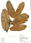 Virola calophylla (Spruce) Warb., Peru, M. Rimachi Y. 10447, F