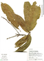 Pouteria plicata, Peru, M. Rimachi Y. 10433, F