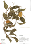 Dioscorea pavonii Uline, Peru, M. Rimachi Y. 11082, F