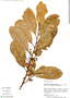 Osteophloeum platyspermum (Spruce ex A. DC.) Warb., Peru, M. Rimachi Y. 8385, F