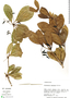 Buchenavia oxycarpa (Mart.) Eichler, Peru, M. Rimachi Y. 8313, F