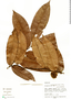 Diospyros myrmecocarpa Miq., Peru, M. Rimachi Y. 11265, F