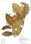 Homalium racemosum Jacq., Peru, M. Rimachi Y. 11245, F