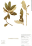 Styrax argenteus Presl, Bolivia, M. Serrano 340, F