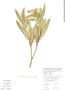 Nerium oleander L., Bolivia, J. Terán 1304, F