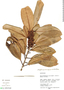 Pouteria elegans (A. DC.) Baehni, Peru, M. Rimachi Y. 31268, F