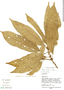 Pouteria plicata, Peru, M. Rimachi Y. 9008, F