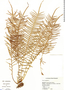 Pteris longifolia L., Belize, C. Whitefoord 8168, F