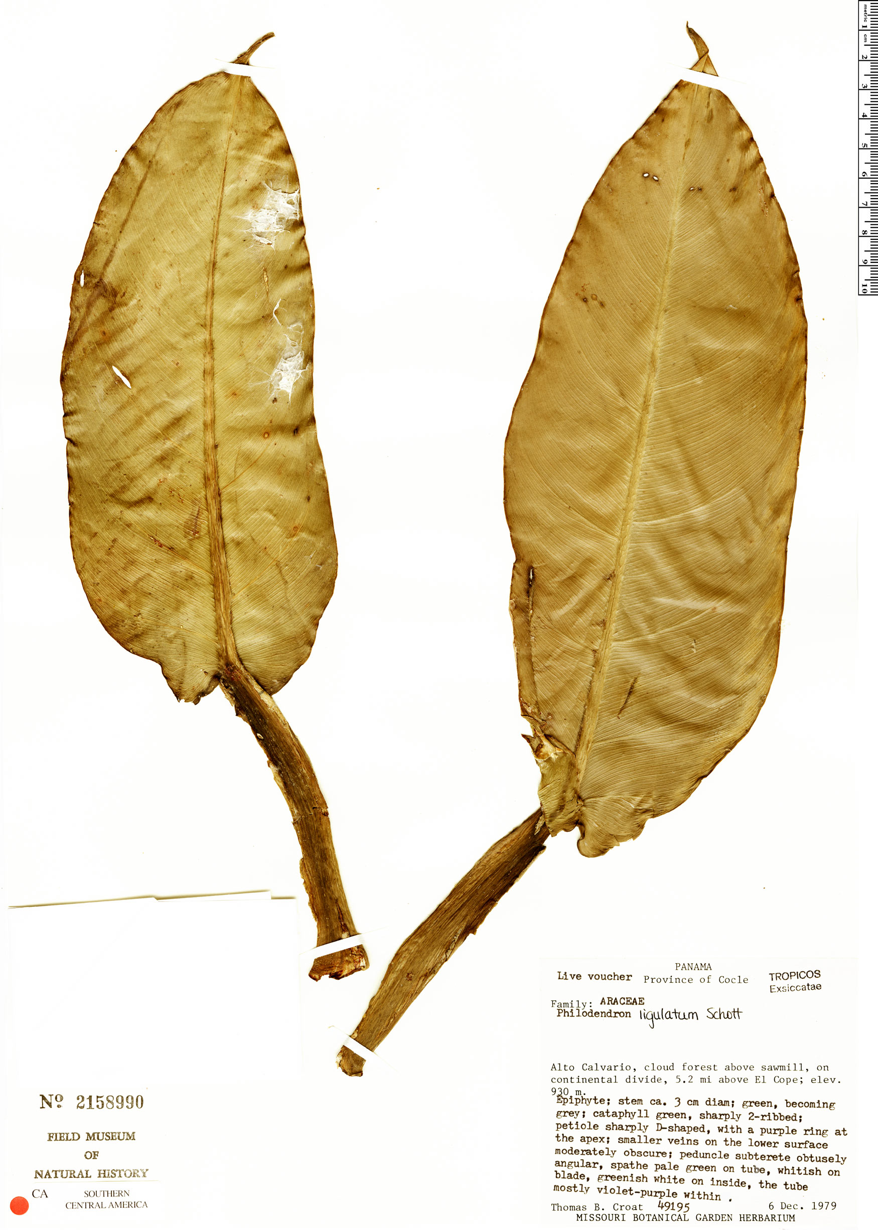 Philodendron ligulatum var. ligulatum image