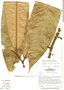Anaxagorea macrantha R. E. Fr., Brazil, P. J. M. Maas 6749, F