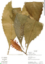 Aphelandra crispata Leonard, Ecuador, K. Romoleroux 2237, F