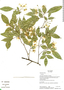 Swartzia arborescens (Aubl.) Pittier, Ecuador, K. Romoleroux 2286, F
