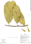Matisia malacocalyx (A. Robyns & S. Nilsson) W. S. Alverson, Ecuador, K. Romoleroux 1698, F
