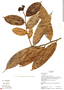 Marcgravia macrophylla (Wittm.) Gilg, Ecuador, K. Romoleroux 1998, F