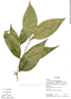 Psychotria gracilenta Müll. Arg., Ecuador, K. Romoleroux 2130, F