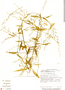 Iresine angustifolia image