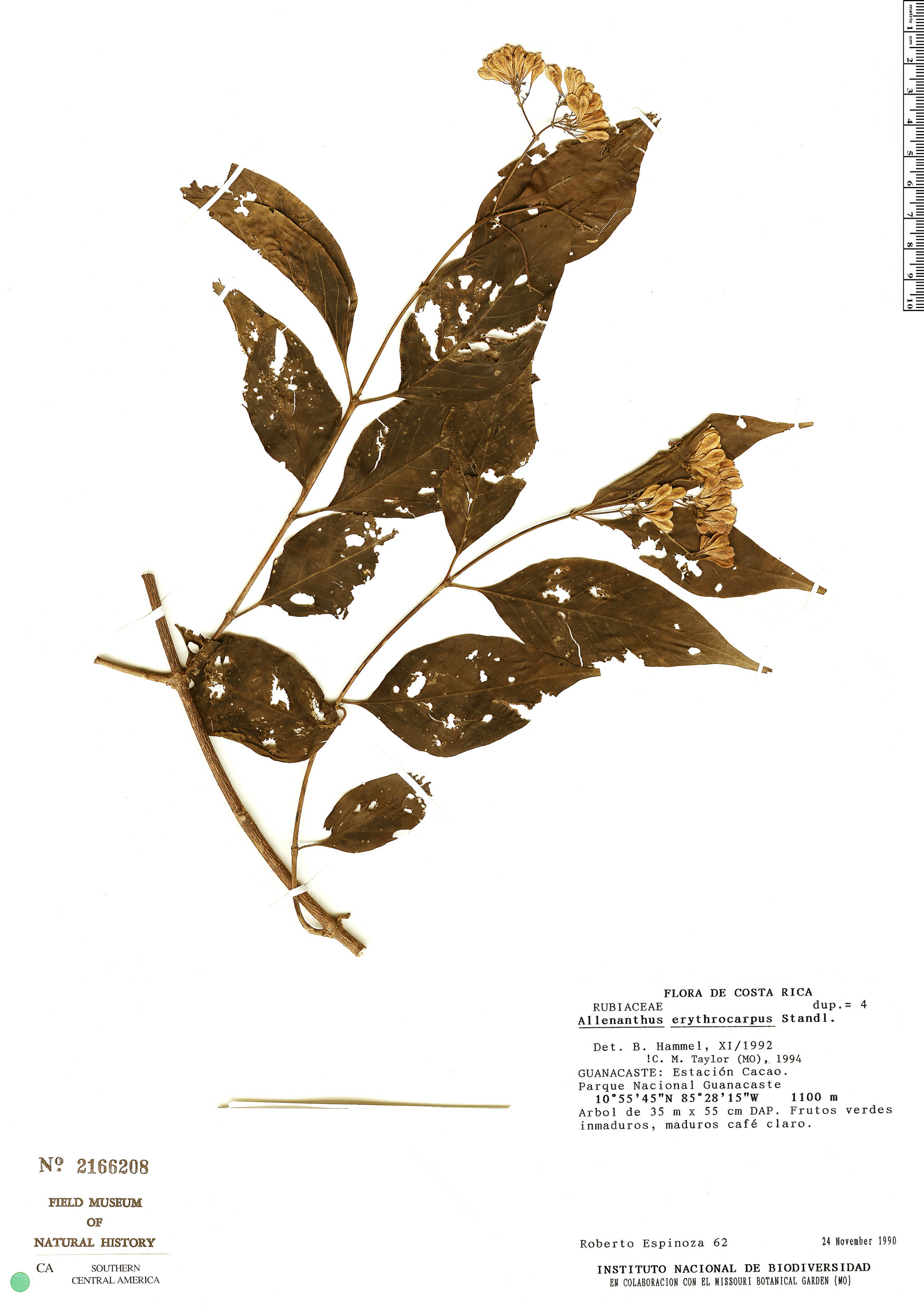 Allenanthus erythrocarpus image