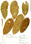 Ficus obtusifolia Kunth, Peru, P. Nuñez V. 14753, F