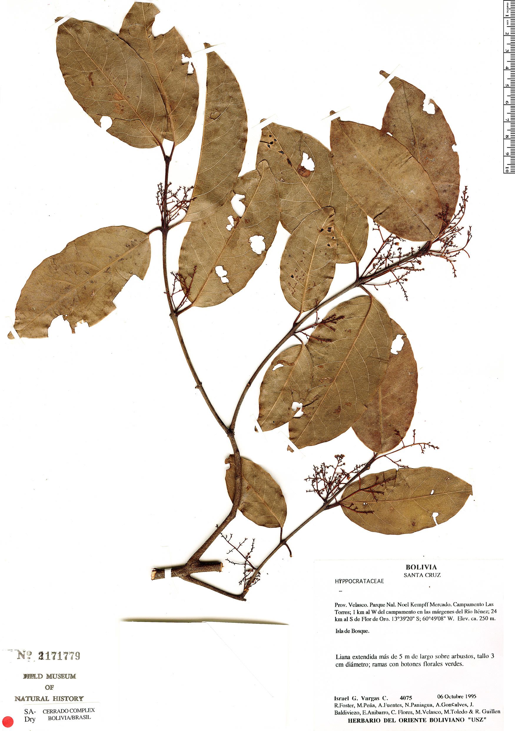 Peritassa laevigata Rapid Reference The Field Museum