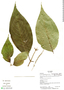 Gonzalagunia bunchosioides Standl., Ecuador, K. Romoleroux 2687, F
