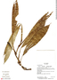 Ludovia integrifolia (Woodson) Harling, Ecuador, K. Romoleroux 2068, F