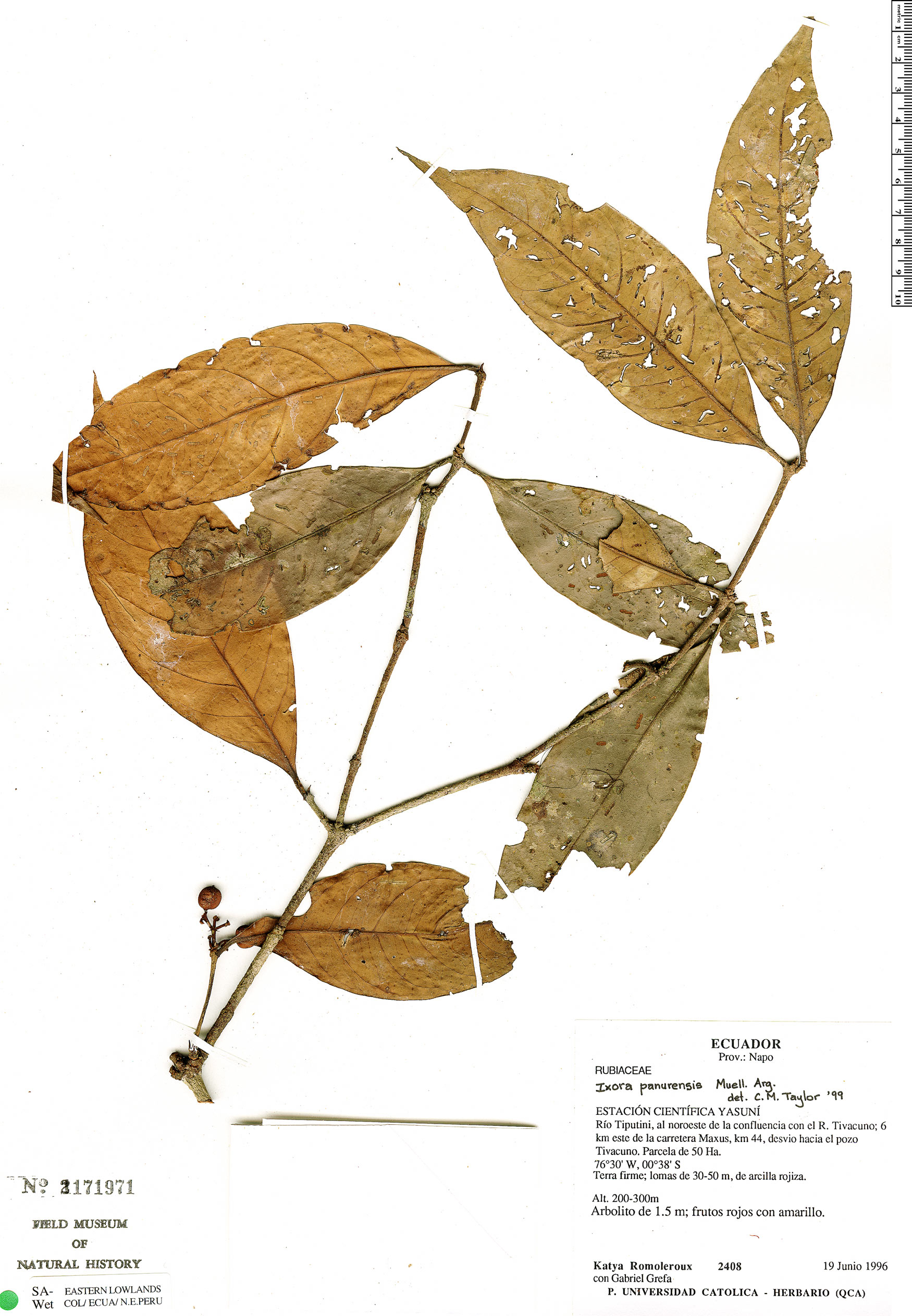 Ixora rufa | Rapid Reference | The Field Museum
